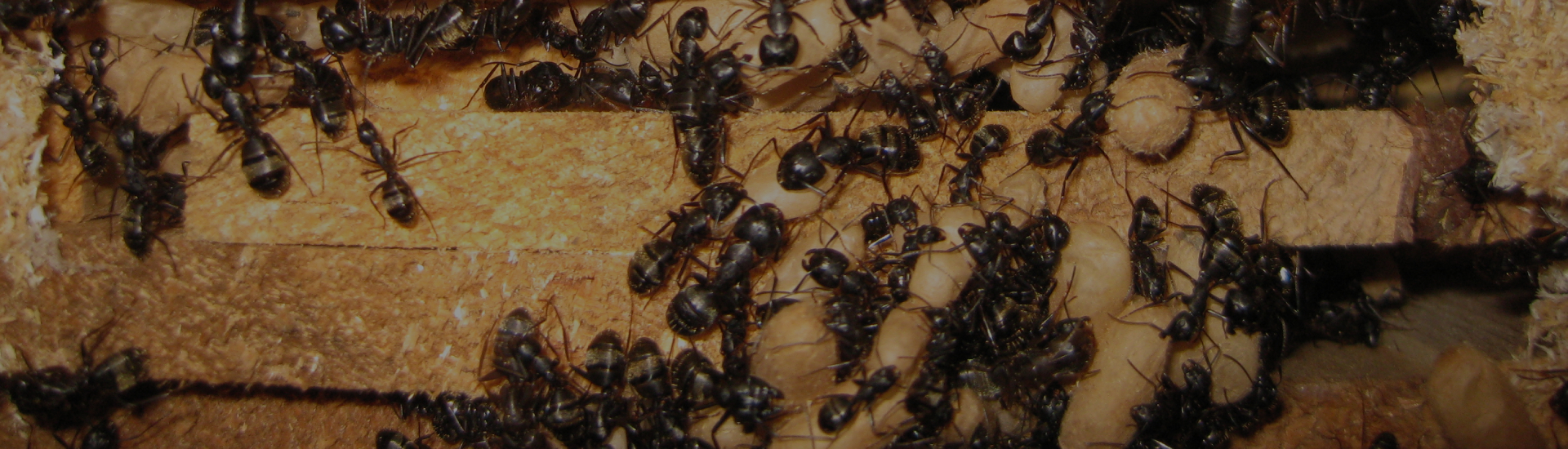 Commercial Pest Contol 2