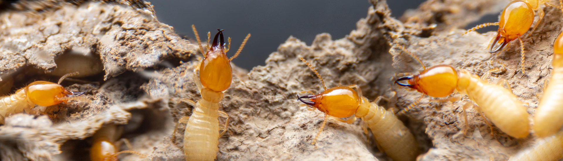 Commercial Pest Contol 3