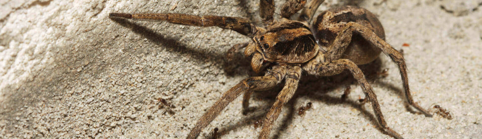 Commercial Pest Contol 1