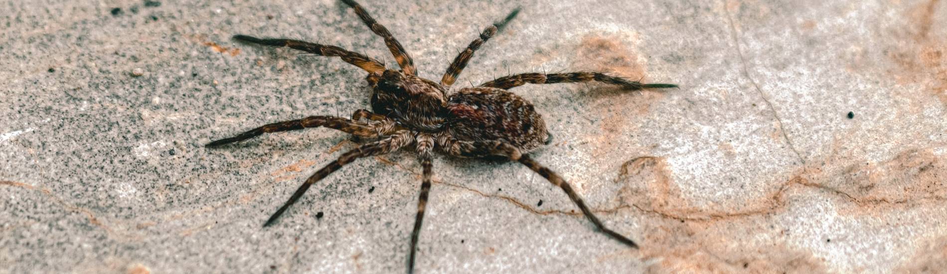 Commercial Pest Contol 1